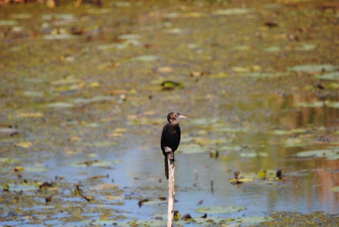 Three Little Birds Hotel Tangalle Bagian luar foto