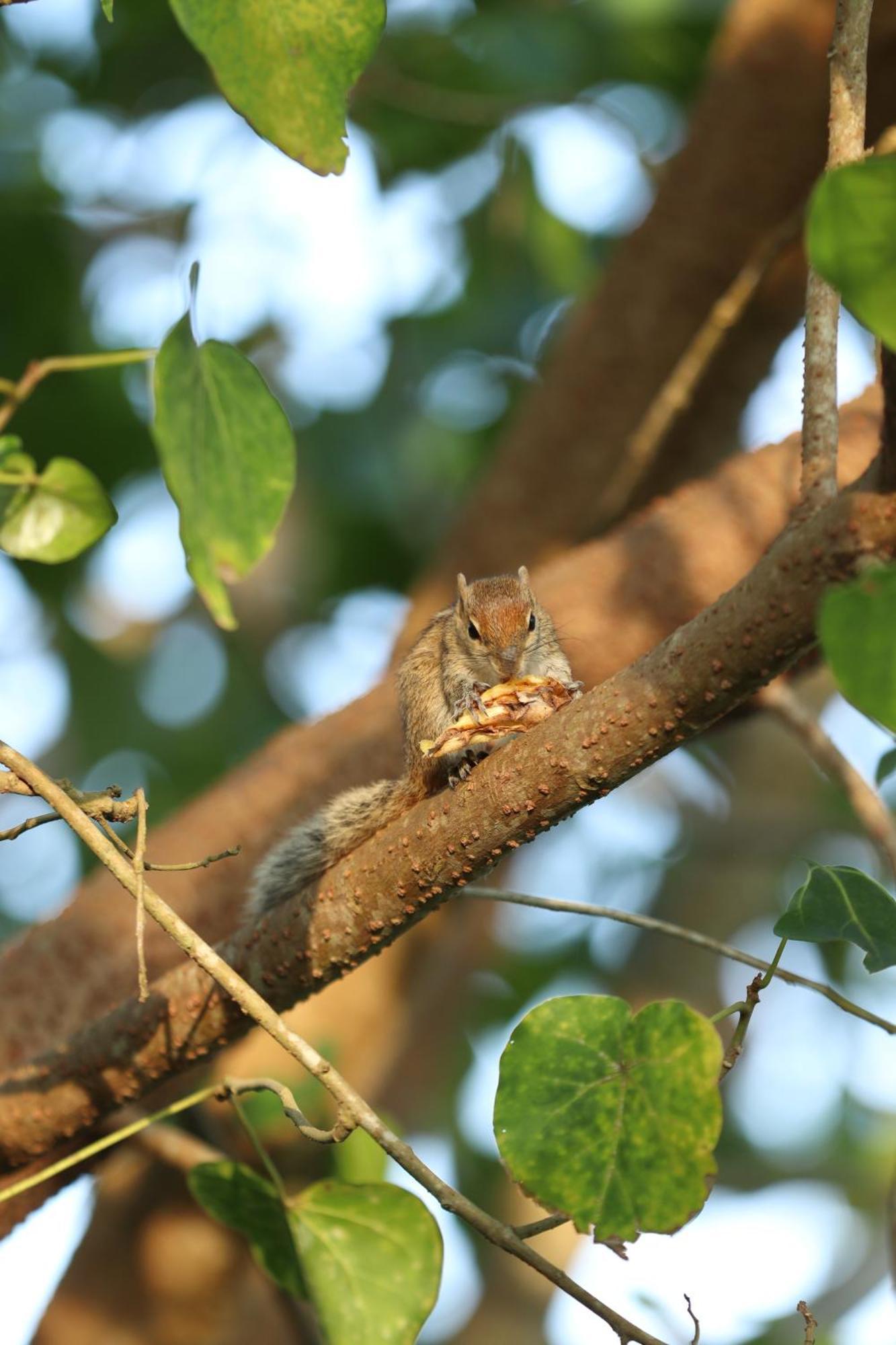 Three Little Birds Hotel Tangalle Bagian luar foto